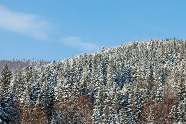 Karla kaplı ağaçlarla kaplı güzel kış manzarası