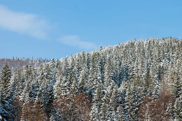 Bellissimo paesaggio invernale con alberi innevati — Foto Stock