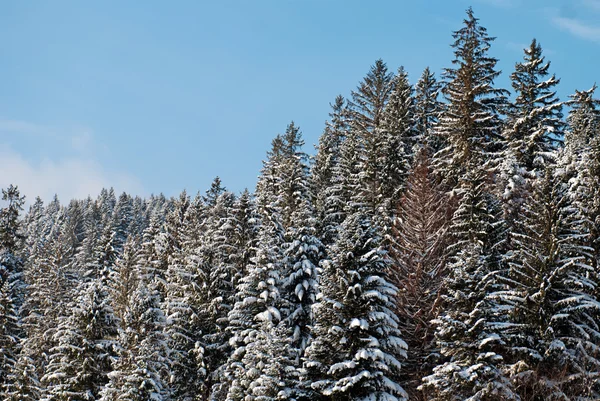 बर्फ से ढके हुए पेड़ों के साथ सुंदर शीतकालीन परिदृश्य — स्टॉक फ़ोटो, इमेज