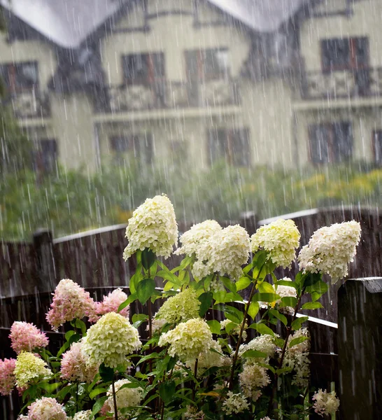 The Blooming bush, hidrangea paniculata, under a downpoor — Stock Photo, Image