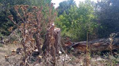 Devrilmiş bir ağacın yanında kurumuş bir devedikeni ve yeşil ormandaki kütüğü.
