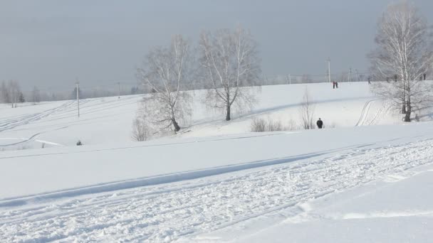 Novosibirsk - 21 februari: Sled Dog race. De Siberië van eerste festival gewijd aan honden van noordelijke paardrijden rassen. Hondenslee draait sportman musher op besneeuwde track. Novosibirsk, Rusland, 21 februari 2016 — Stockvideo