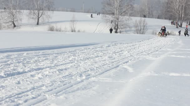 Novosibirsk - 21 februari: Sled Dog race. De Siberië van eerste festival gewijd aan honden van noordelijke paardrijden rassen. Hondenslee draait sportman musher op besneeuwde track. Novosibirsk, Rusland, 21 februari 2016 — Stockvideo
