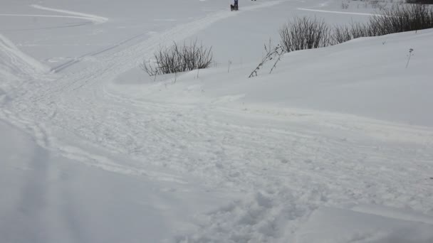 Nowosibirsk - 21. Februar: Schlittenhunderennen. das erste Festival Sibiriens, das den Hunden nördlicher Rassen gewidmet ist. Sportler Musher läuft Hundeschlitten auf schneebedeckter Strecke. 21. Februar 2016 in nowosibirsk russland — Stockvideo