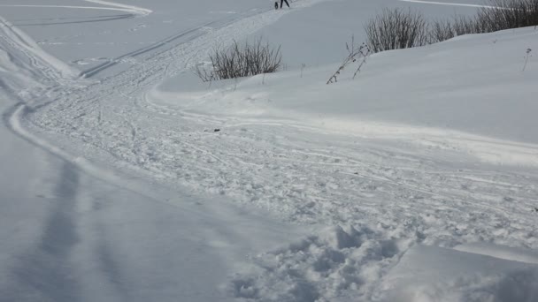 NOVOSIBIRSK - 21 de FEBRERO: Sled Dog Racing. El primer festival de Siberia dedicado a los perros de razas montañosas del norte. El deportista Musher corre con perros en pista nevada. 21 de febrero de 2016 en Novosibirsk Rusia — Vídeos de Stock