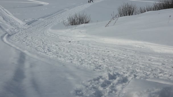 Novosibirsk - 21 februari: Sled Dog race. De Siberië van eerste festival gewijd aan honden van noordelijke paardrijden rassen. Hondenslee draait sportman musher op besneeuwde track. Novosibirsk, Rusland, 21 februari 2016 — Stockvideo