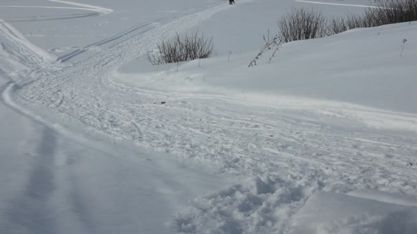 ノヴォシビルスク - 2 月 21 日: 犬そりレース。シベリアの最初の祭りの北の乗馬の品種の犬に専念。スポーツマン犬そり旅行者は、雪に覆われたトラックで犬そりを実行します。2016 年 2 月 21 日ロシア ノボシビルスク — ストック動画