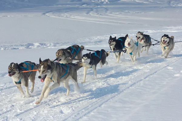 Psy husky a Aljašský malamut v závodě v zimě. — Stock fotografie