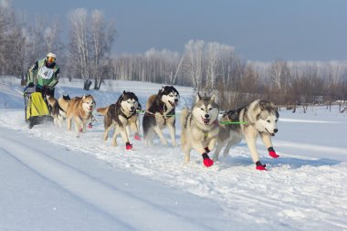Novosibirsk - Şubat 21: kızak köpek yarış. Sibirya'nın ilk Festivali Kuzey binme cins köpeklere adamış. Sporcu ezme çevrede karlı yolda çalışır. 21 Şubat 2016 Novosibirsk Rusya'da