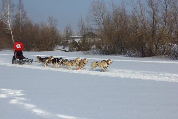 ノヴォシビルスク - 2 月 21 日: 犬そりレース。シベリアの最初の祭りの北の乗馬の品種の犬に専念。スポーツマン犬そり旅行者は、雪に覆われたトラックで犬そりを実行します。2016 年 2 月 21 日ロシア ノボシビルスク — ストック写真