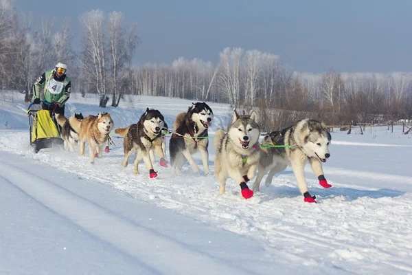 NOVOSIBIRSK - 21 de FEBRERO: Sled Dog Racing. El primer festival de Siberia dedicado a los perros de razas montañosas del norte. El deportista Musher corre con perros en pista nevada. 21 de febrero de 2016 en Novosibirsk Rusia — Foto de Stock