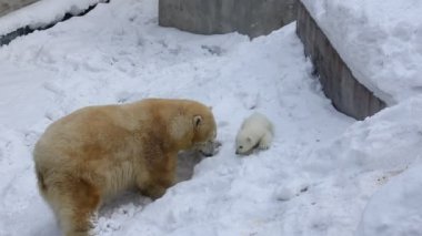 Kutup ayıları ailesinin bir den hoşlanıyor. Mutlu ayı yavrusu anne ile çalış.