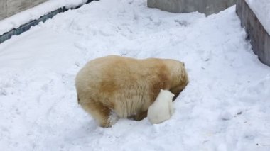 Kutup ayıları ailesinin bir den hoşlanıyor. Mutlu ayı yavrusu anne ile çalış.