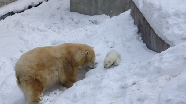 La familia de osos polares cava una guarida. El oso feliz cachorro juega con la madre . — Vídeos de Stock