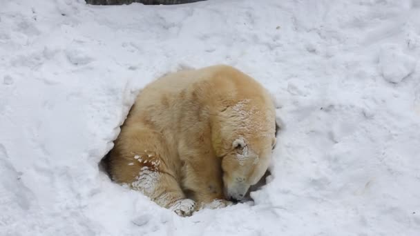 La famille des ours polaires creuse une tanière. Le petit ours heureux joue avec sa mère . — Video