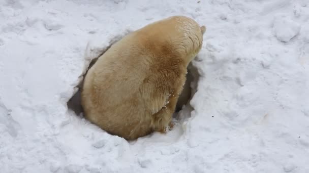 La familia de osos polares cava una guarida. El oso feliz cachorro juega con la madre . — Vídeos de Stock