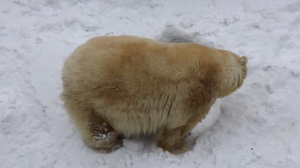 Familjen av isbjörnar gräver ett tillhåll. Happy björngröngölingen leker med mamma. — Stockvideo