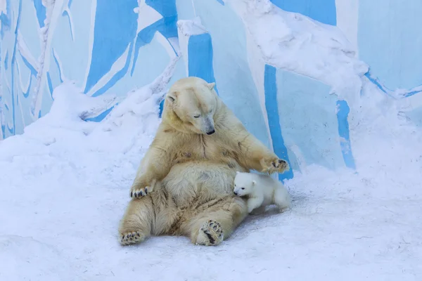 Oso polar con cachorro. Madre amor — Foto de Stock