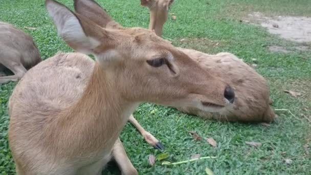 Open Zoo Khao Kheow Chonburi, Thailand. Rådjur i open zoo. — Stockvideo