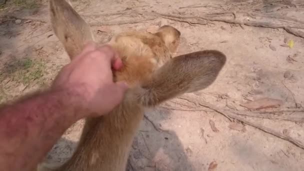 Open Zoo Khao Kheow Chonburi, Tailandia. Ciervos en el zoológico abierto . — Vídeos de Stock