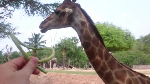 Chonburi City, 13 mars: Människor besök och utfodringen mat till giraff i Khao Kheow Open Zoo av Chonburi, Thailand 2016 — Stockvideo