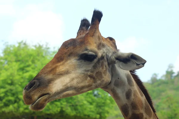 Girafa engraçada com língua para fora — Fotografia de Stock