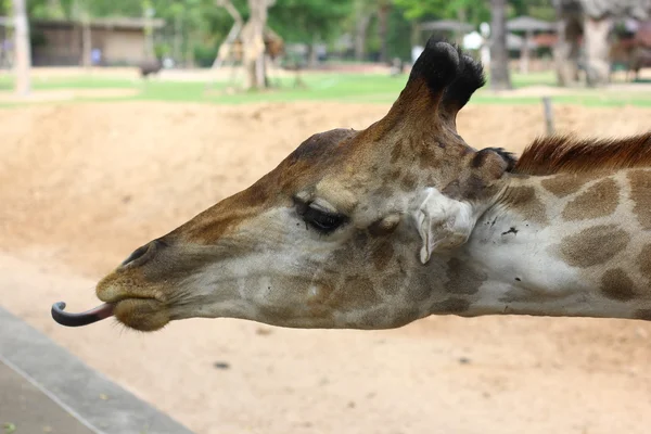 Girafa engraçada com língua para fora — Fotografia de Stock