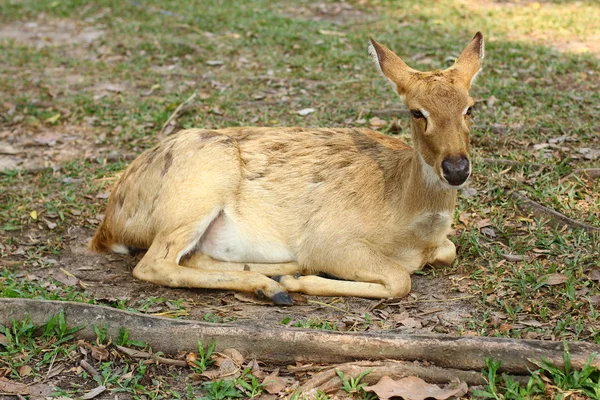 Cerf de Virginie (Odocoileus virginianus) Sniffs Derrière les oreilles de faon - animaux captifs — Photo