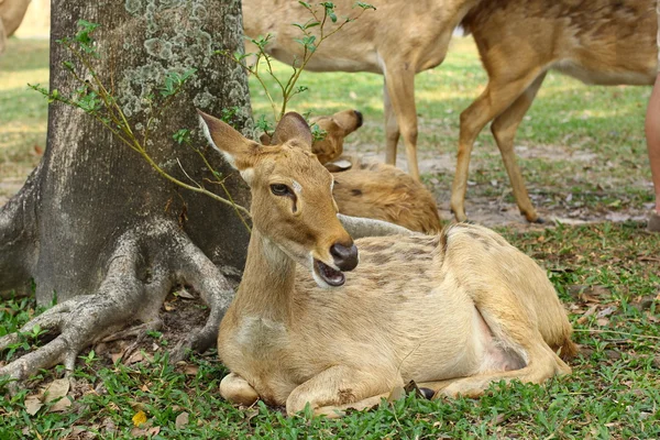 Cervo dalla coda bianca (Odocoileus virginianus) Sniffs Behind Fawn Orecchie - animali in cattività — Foto Stock