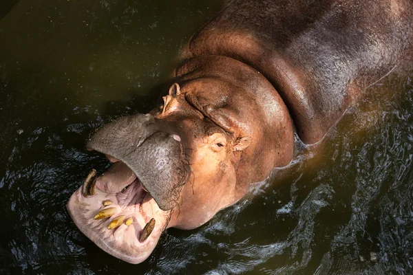 Hipopótamo (Hippopotamus amphibius) con la boca abierta — Foto de Stock