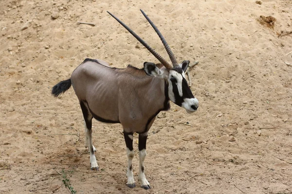 Gemsbok (Oryx gazella) em planícies poeirentas do deserto ao pôr-do-sol . — Fotografia de Stock