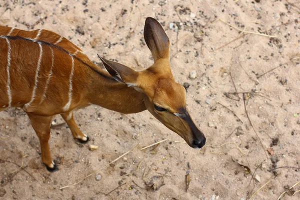 Grazing Bongo. Um pequeno e bonito antílope de bongo pastora pacificamente . — Fotografia de Stock