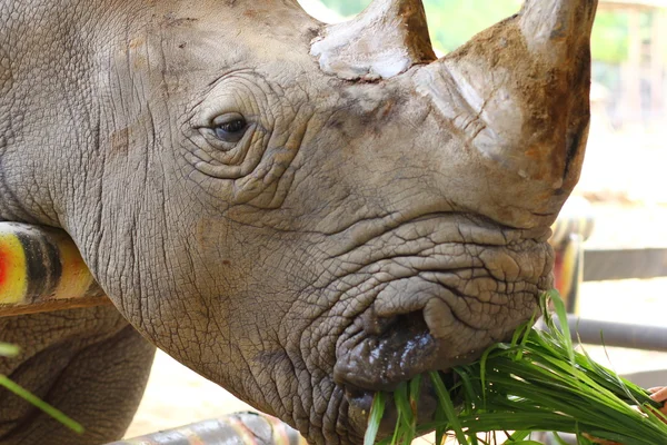 Rhinoceros closeup comendo grama . — Fotografia de Stock