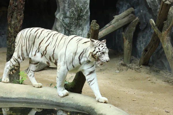Tigre de bengala branco. Jardim zoológico de Khao Kheow . — Fotografia de Stock