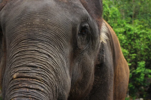 Fecho de elefante. Contexto animal . — Fotografia de Stock