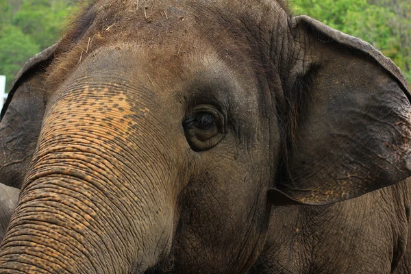 Primo piano degli elefanti. Sfondo animale . — Foto Stock