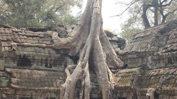 Cambodja, Siem Reap Province, Ta Prohm tempel, 09 maart 2016: Unidentified toeristen Bekijk tempelcomplex. Enorme Banyan tree of strangler fig, toenemende over de 12e eeuw Ta Prohm tempel, Cambodja — Stockvideo