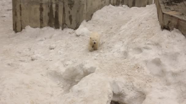 El oso feliz cachorro juega con la madre . — Vídeos de Stock