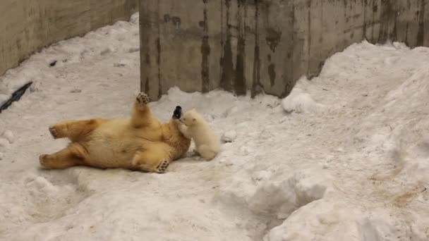 Il cucciolo d'orso felice gioca con madre . — Video Stock