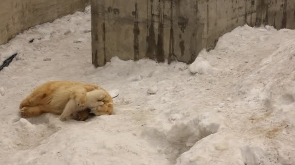 El oso feliz cachorro juega con la madre . — Vídeos de Stock