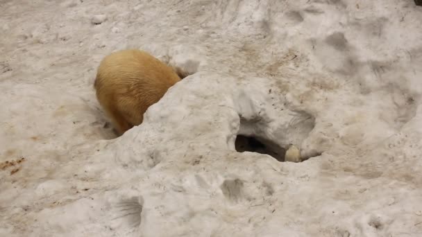 O filhote de urso feliz joga com a mãe . — Vídeo de Stock