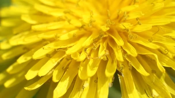 Dandelion flower in extreme close up. — Stock Video