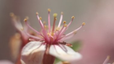 Badem çiçeği ağaç dal çiçek bahar. Bahar Japonya arka plan. Sakura, mevsim ilkbahar yaz sezon Pembe çiçek çiçek açan güzel hassas sahne.