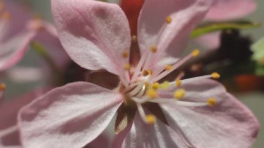Badem çiçeği ağaç dal çiçek bahar. Bahar Japonya arka plan. Sakura, mevsim ilkbahar yaz sezon Pembe çiçek çiçek açan güzel hassas sahne.