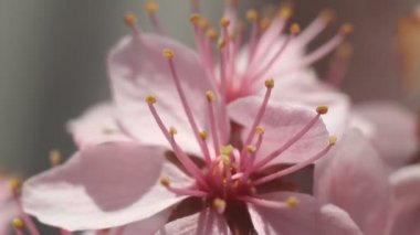 Badem çiçeği ağaç dal çiçek bahar. Bahar Japonya arka plan. Sakura, mevsim ilkbahar yaz sezon Pembe çiçek çiçek açan güzel hassas sahne.