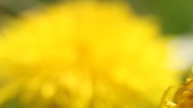 Arı, sarı bir karahindiba çiçeğinin nektarını toplar.