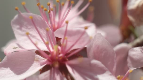 Amêndoas flor árvore ramo flores primavera. Fundo do Japão da Primavera. Sakura, estação sazonal de verão primavera belas paisagens delicadas florescendo flores cor de rosa . — Vídeo de Stock