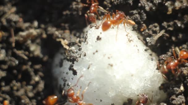 Ants on the ground close-up — Stock Video