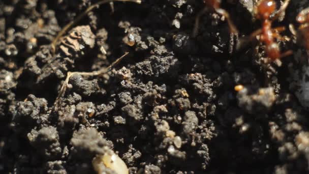 Mravenci na zem zblízka — Stock video