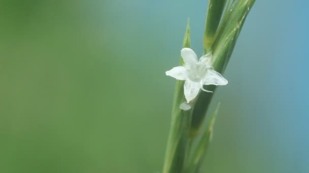 Flores blancas sobre un fondo verde, enfoque selectivo . — Vídeo de stock